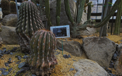 瑠璃丸（ルリマル　）