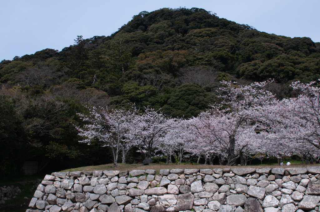 桜・萩城跡２＿２