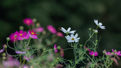 コスモス_12 コスモス_12