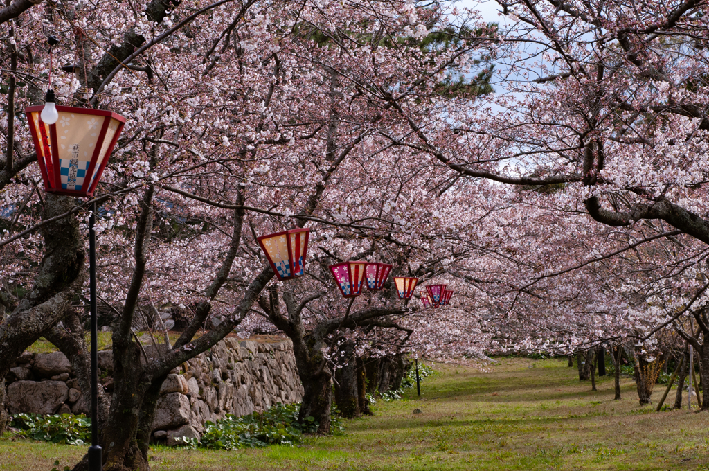 桜・萩城跡１＿３