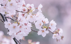 桜・４＿３