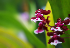 秋のラン展・１２