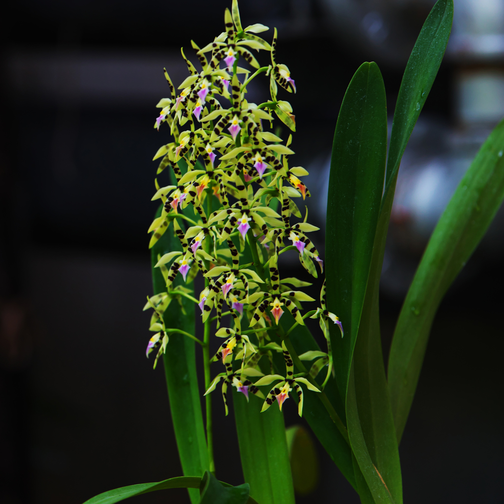 プロステケア  プリスマトカルパ