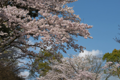春の花色・５
