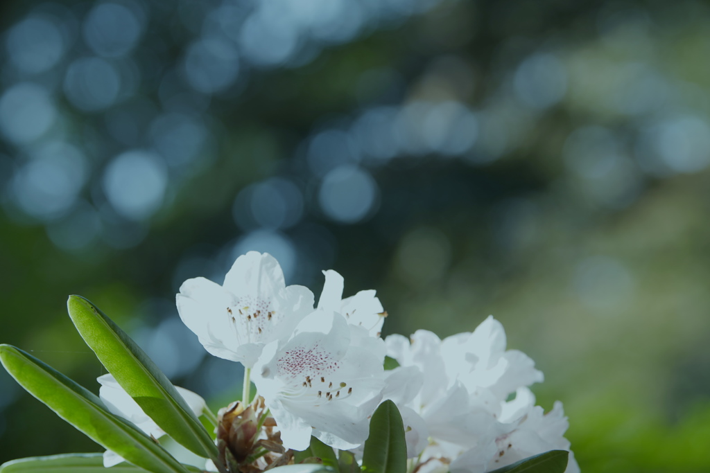 石楠花３０＿１０