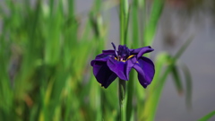 花菖蒲３０＿７　ブルーポンポン