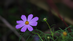 秋桜・１１