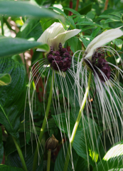 タッカ　インテグリフォリア