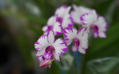 秋のラン展・３