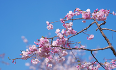 桜・３１＿１２