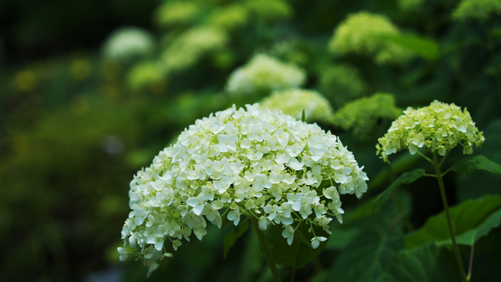 紫陽花３０＿１４