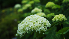 紫陽花３０＿１４