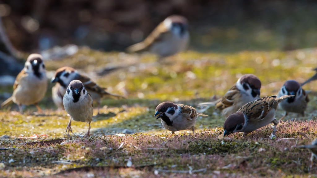 公園の野鳥たち＿１１