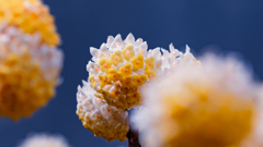 タイリンミツマタ・１