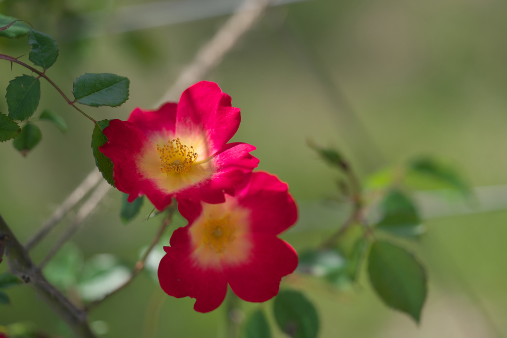 バ　ラ・１＿１