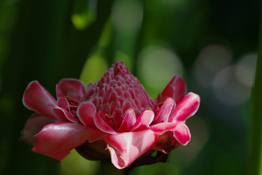 トーチジンジャー