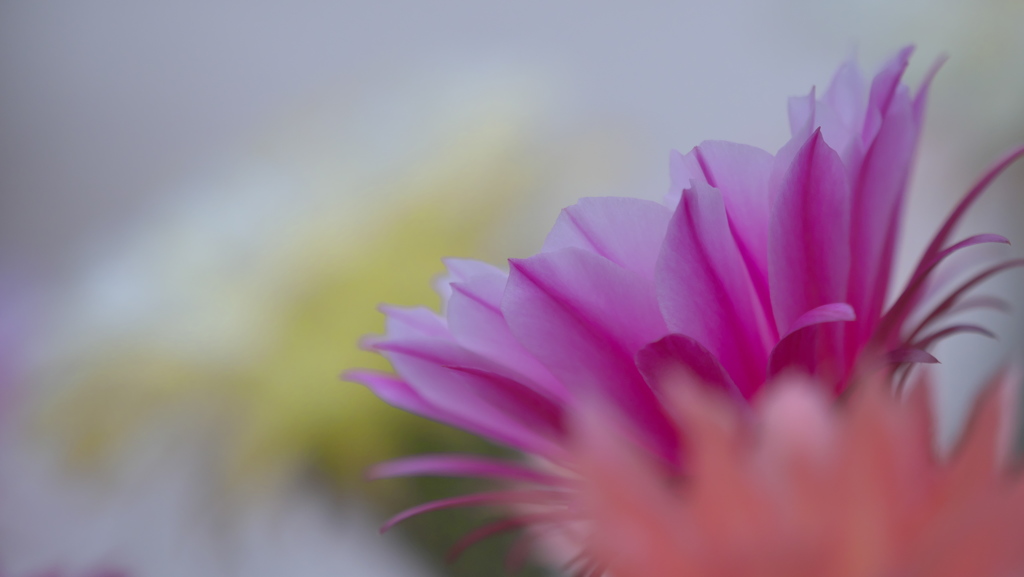 サボテンの花３０＿６