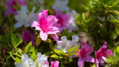 ヒラドツツジ・１