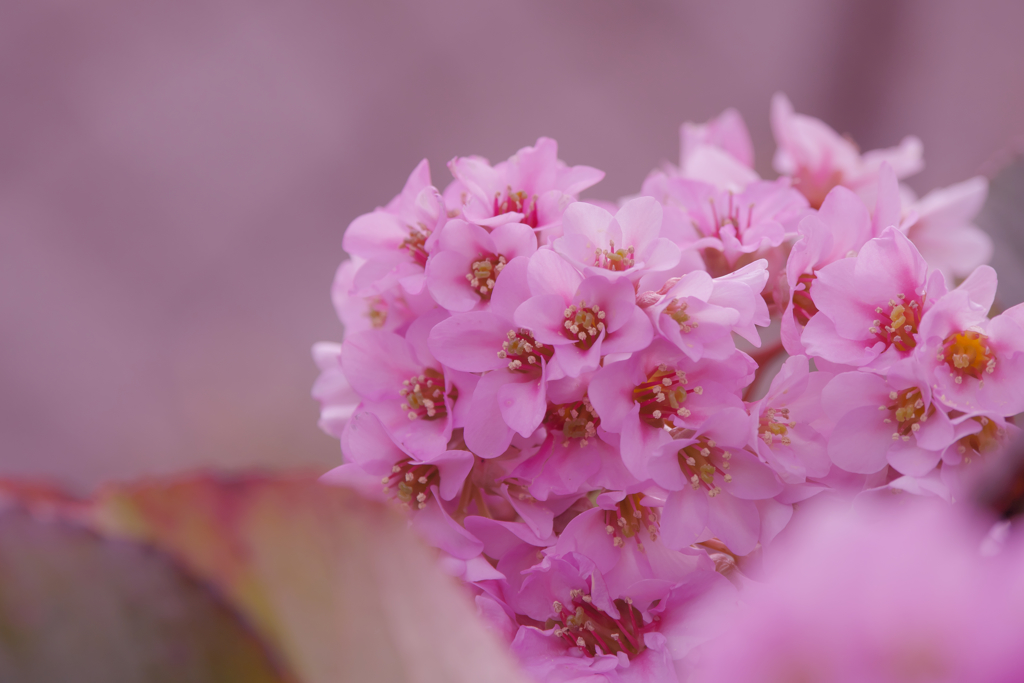 ヒマラヤユキノシタ２