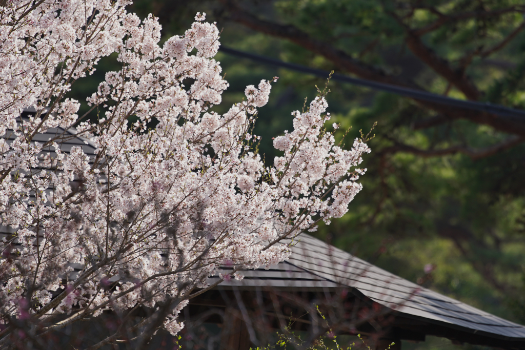 試写７・SONY α７III