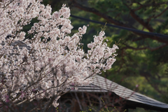 試写７・SONY α７III