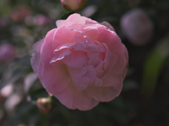 芍薬＿１１