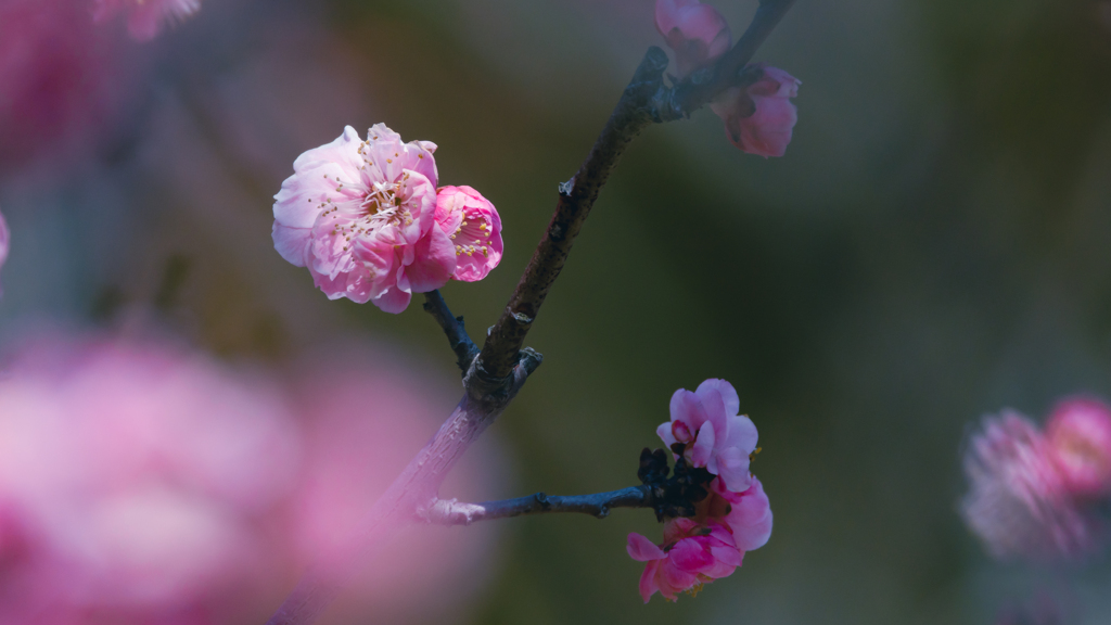 見納めの梅花・４