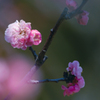 見納めの梅花・４