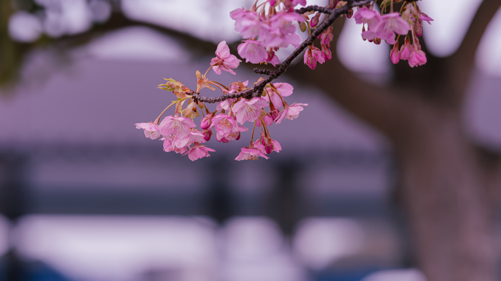 河津桜＿２４