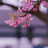 河津桜＿２４