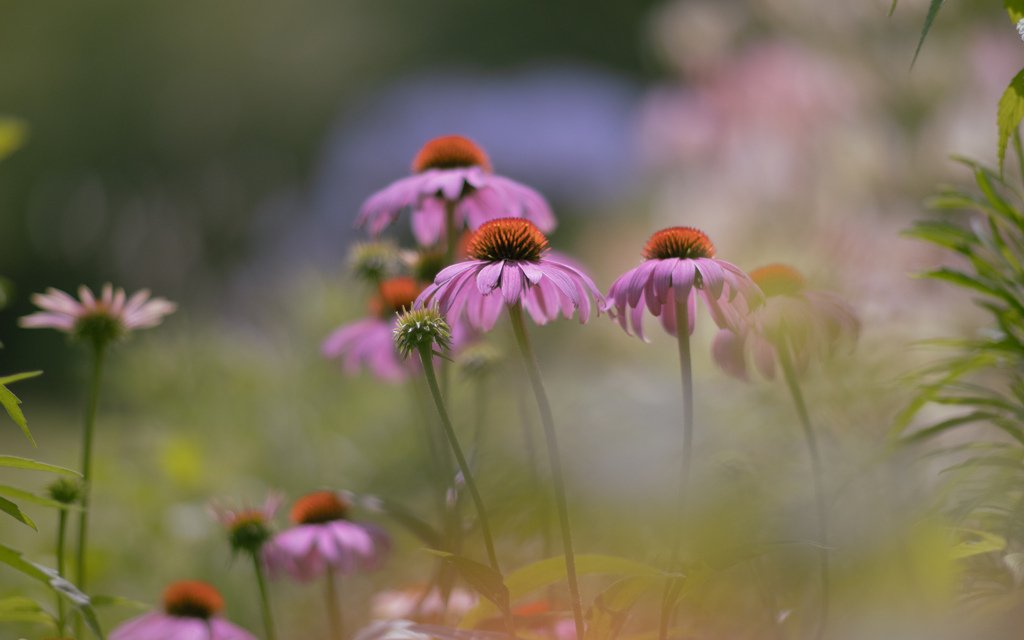 梅雨の花・６