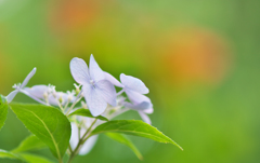 アジサイ・２９