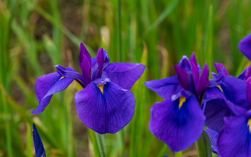 花菖蒲・３＿４