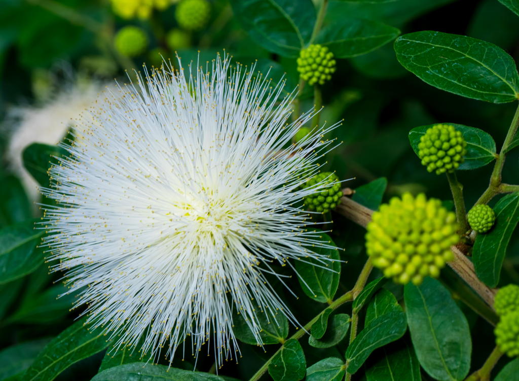 オオシロゴウカン
