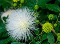 オオシロゴウカン