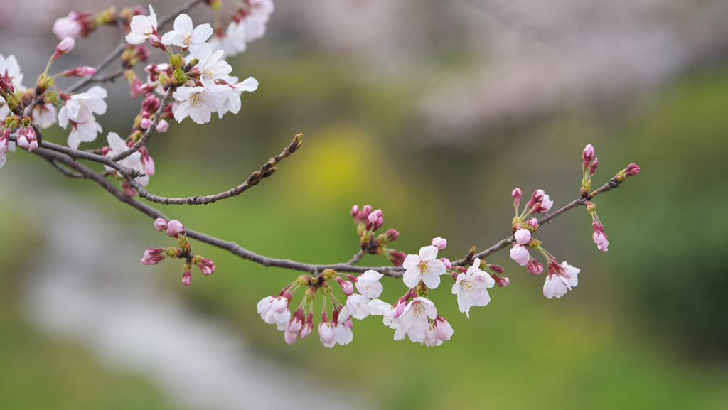 桜・３１＿９