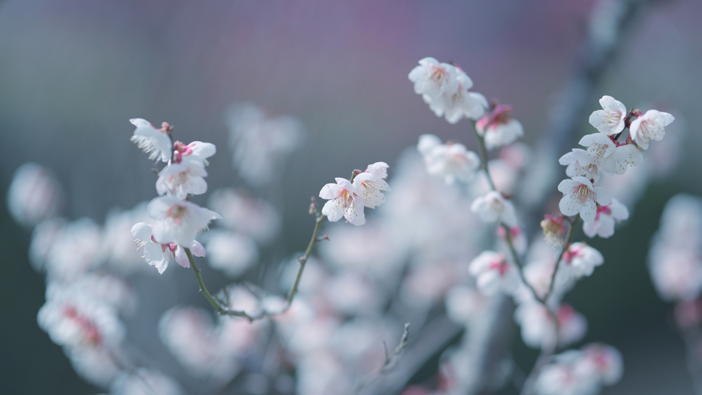 梅　花＿２３