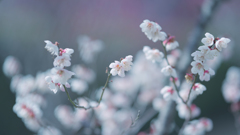 梅　花＿２３