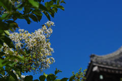 百日紅・１２