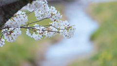 一ノ坂川の桜・２