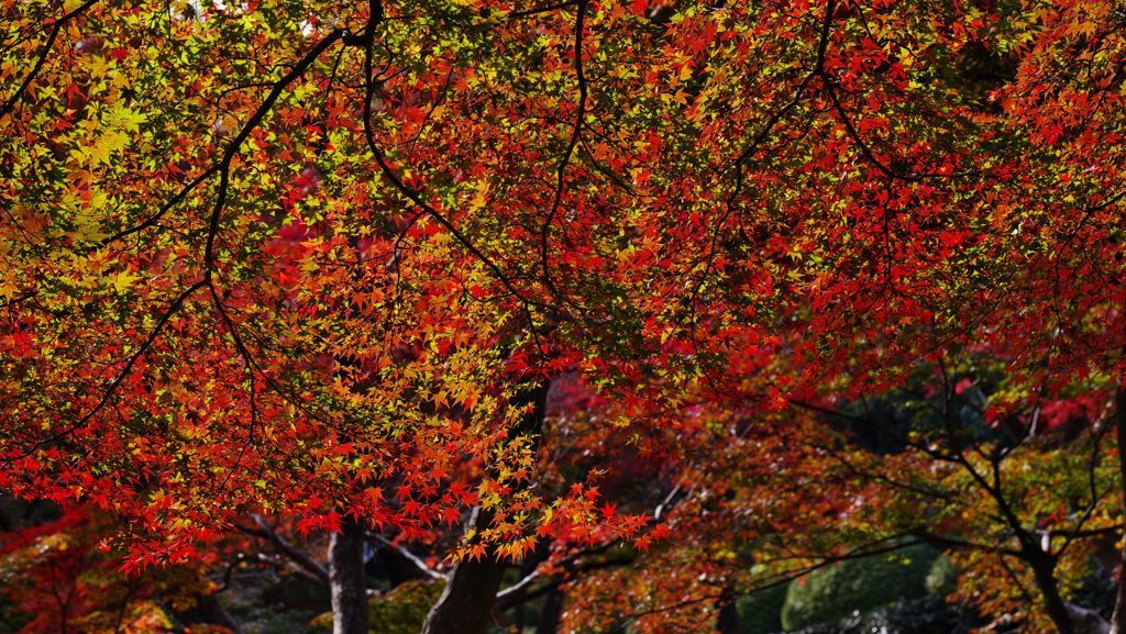 紅葉探索・１６