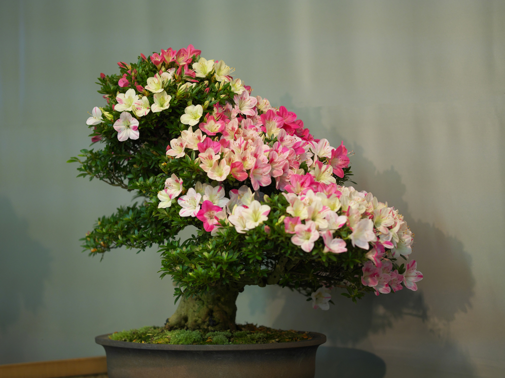 さつき盆栽展・２＿２