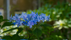 山アジサイ＿２１