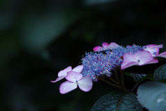 紫陽花３０＿３０