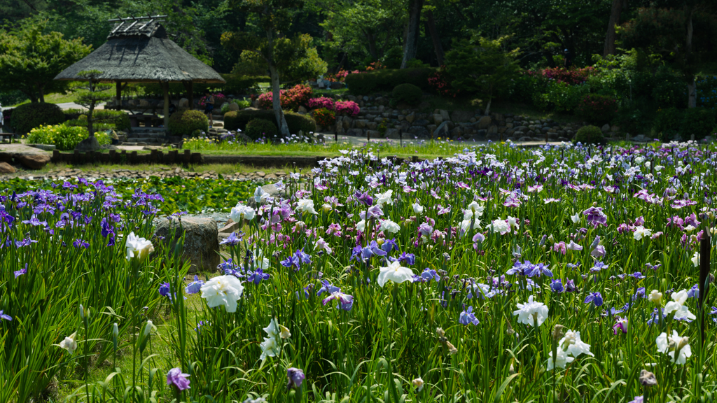 花菖蒲＿７