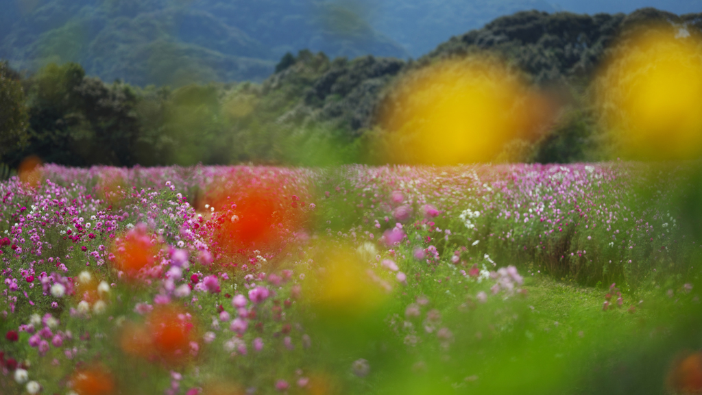 秋　桜・１＿３８