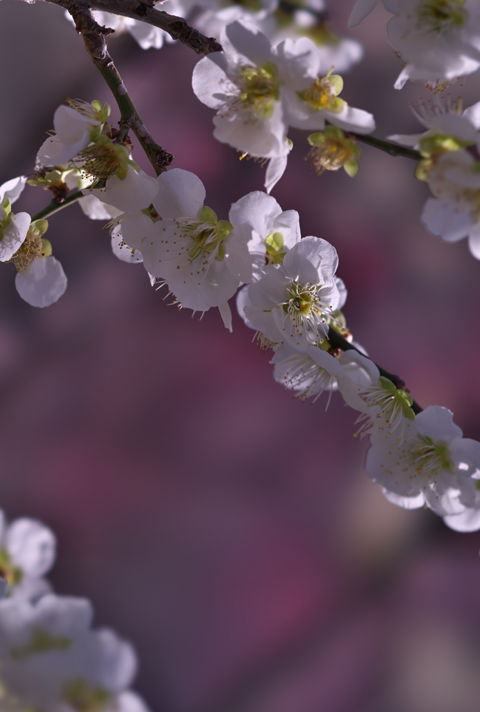 梅花３０＿２３