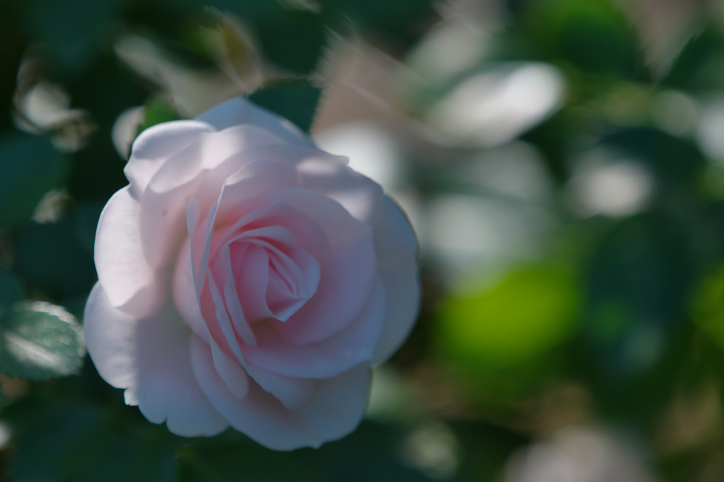 秋薔薇・９