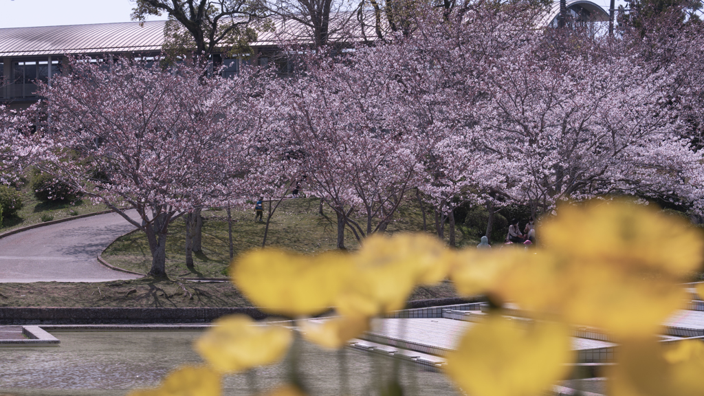 ときわ公園の春・４