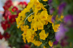 パンジー ・１９＿９